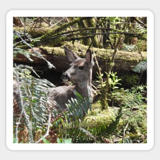 Deer, Wildlife, Black-tailed deer, Nature, Gifts Sticker